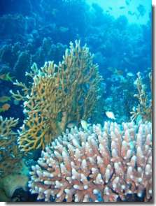 corallo del Mar Rosso